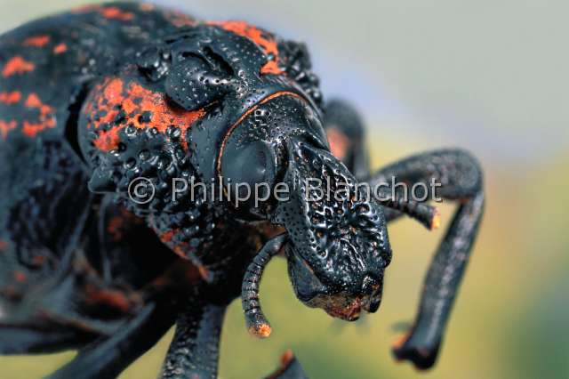 Brachycerus ornatus.JPG - in "Portraits d'insectes" ed. SeuilBrachycerus ornatusCharanconSnout beetleColeopteraCurculionidaeAfrique du Sud